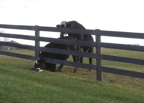 cow and bull...